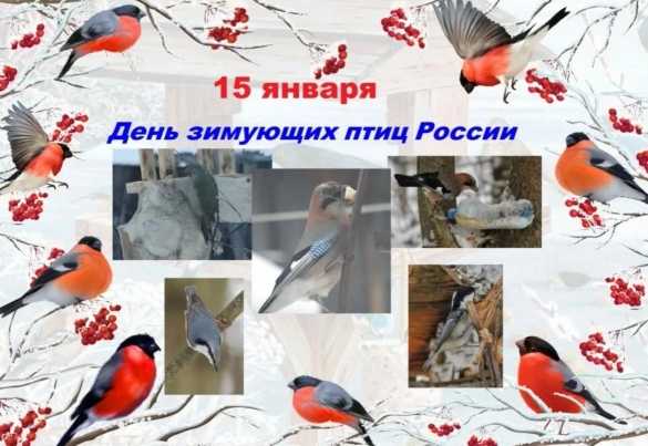 15 января - это день, когда мы выражаем свою заботу и любовь к пернатым, которые остаются с нами в холодное время года!