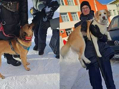 Помощь на четырех лапах