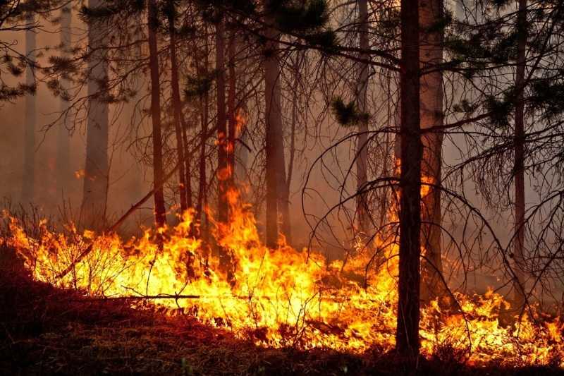 Правила пожарной безопасности в лесу.
