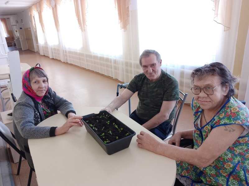 Пересадка петуний.