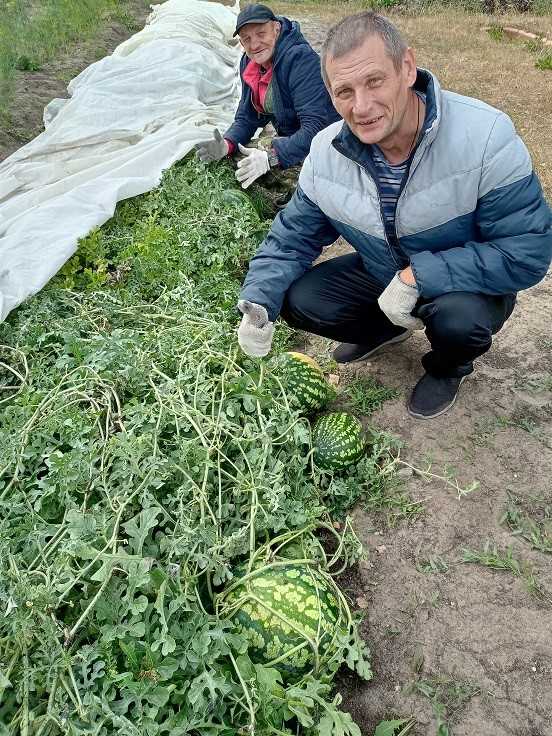 Урожай бахчевых