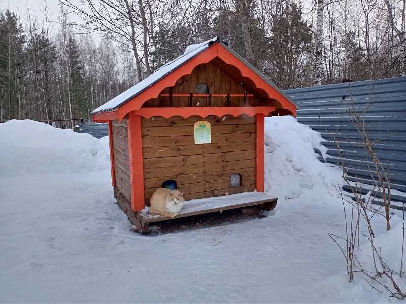 День кошек