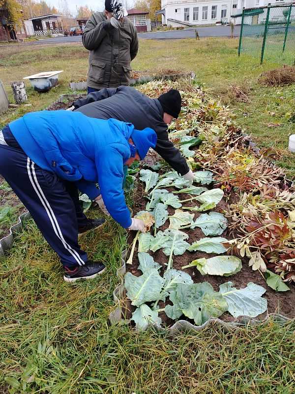 Посадка чеснока