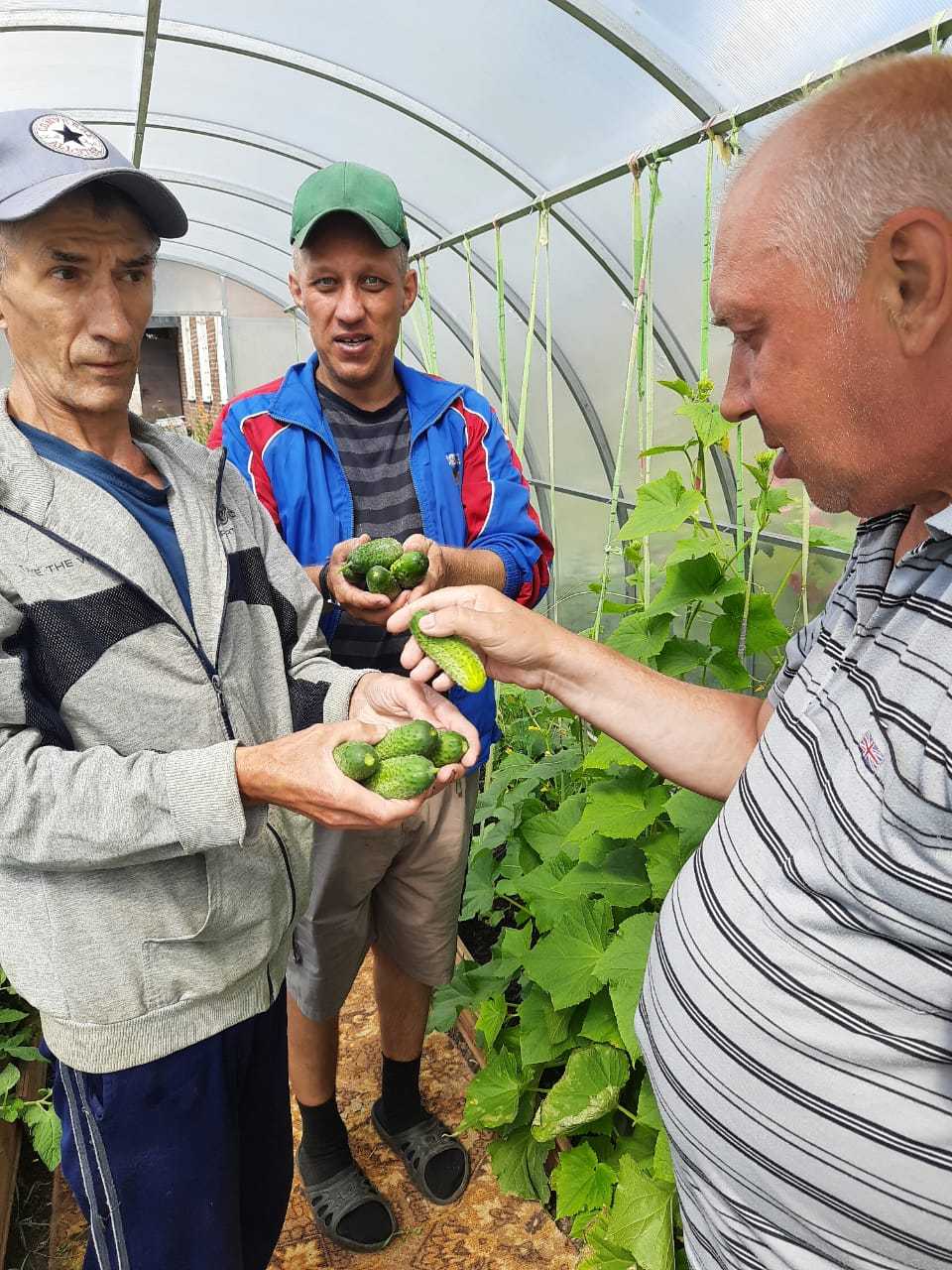Наш первый урожай огурцов!