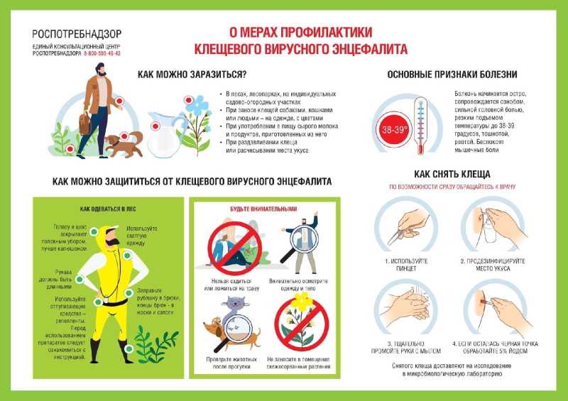 О мерах профилактики клещевого вирусного инцефалита.