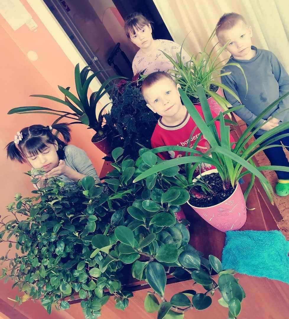 Комнатные растения