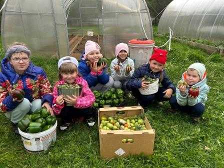 Сбор урожая