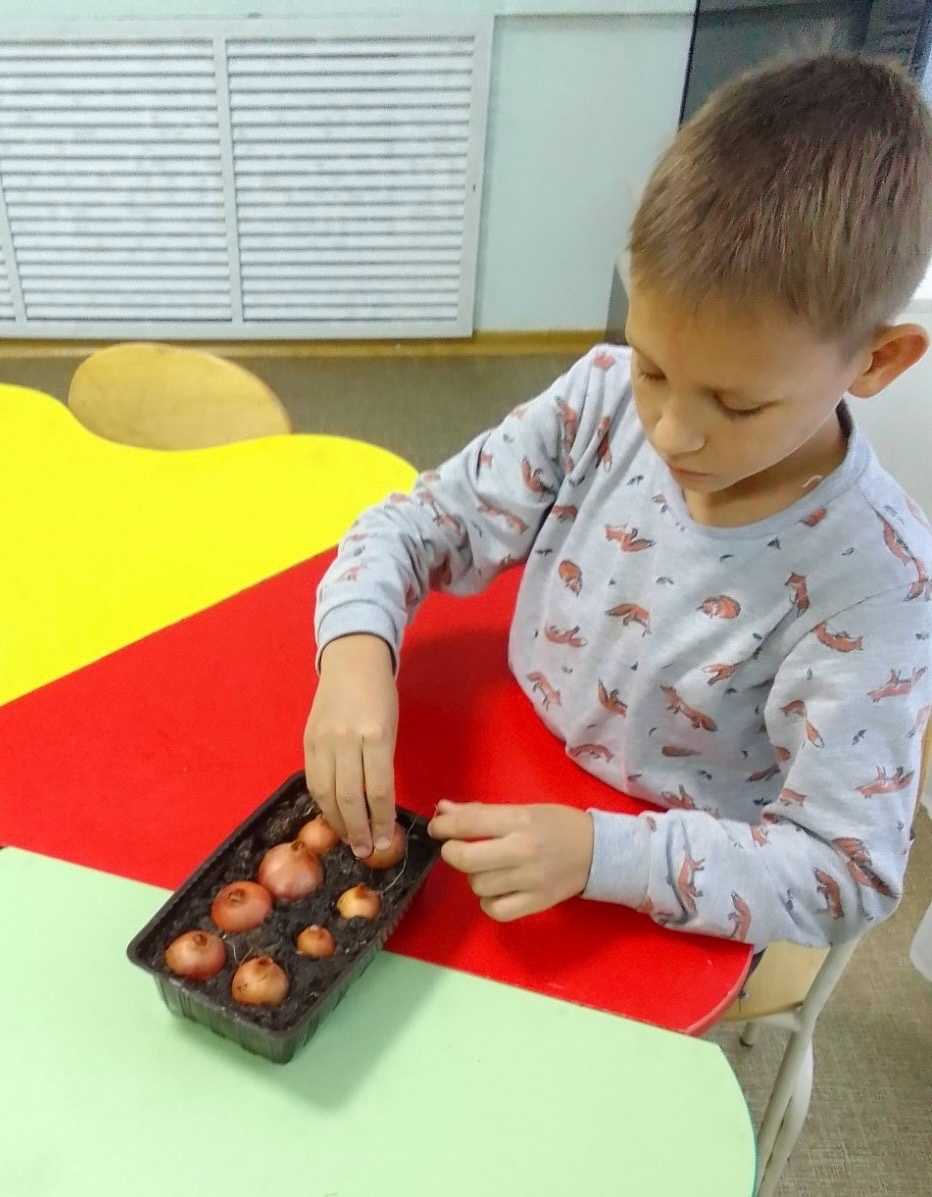 Посадка и выращивание лука