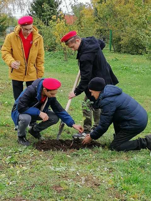 Посадка саженца из желудя дуба петровского времени.