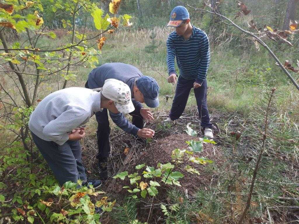 Муравейник.